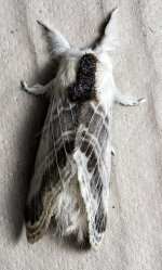 Moth2048.jpg