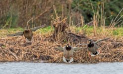 Ducks.jpg