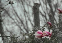 DSC_3532.jpg