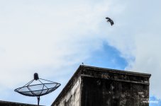bird-over-banbung-1.jpg