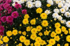 DSC_2519-Edit.jpg