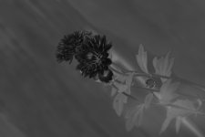 DSC_2516-Edit.jpg