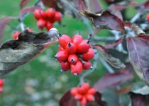 DSC_1004.jpg