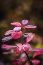20141017-leaves.jpg