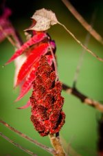 20141019-Rhus flower.jpg