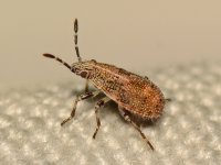 Beetle.jpg