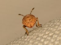 Beetle3.jpg