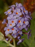 Buddleya.jpg