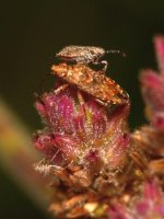 Beetle5.jpg