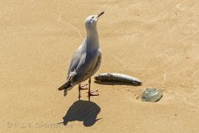 NEW_0060_webshot.jpg