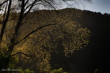 Golden leaves of trees in late afternoon.jpg