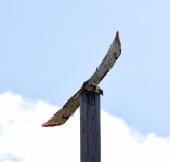 DSC_2659.jpg