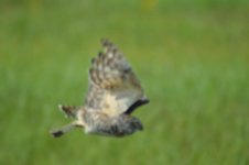 birds 7-31-14 026.jpg