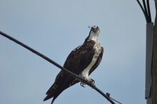 birds 7-31-14 001.jpg