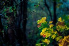 trees.jpg