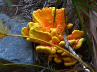 Fungi.jpg