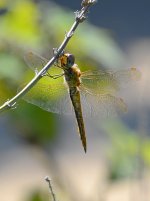 Dragonfly.jpg
