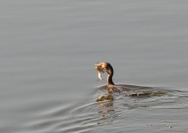DSC_1115.jpg