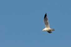 DSC_1140.jpg