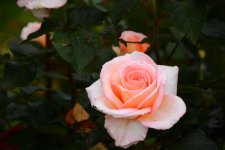 DSC_5489.jpg
