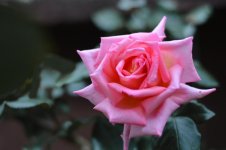 DSC_4924.jpg