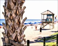 Beach Bark.jpg