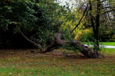 tree fall.jpg
