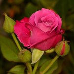 Rose.jpg