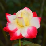 Rose2.jpg