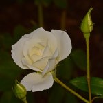 Rose3.jpg