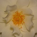 Rose5.jpg