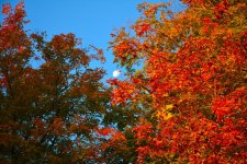 DSC_2600.jpg