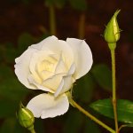 Rose3.jpg