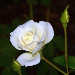 Rose7.jpg