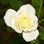 Rose9.jpg