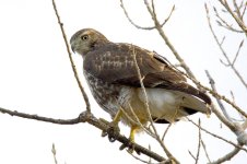 TamBirds 242.jpg