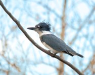 TamBirds 243.jpg