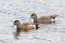 TamBirds 244.jpg