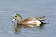 TamBirds 245.jpg
