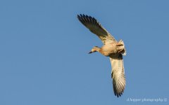 DSC_1214.jpg