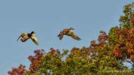 DSC_1286.jpg