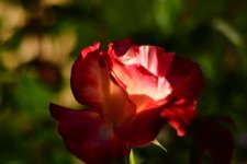 DSC_5456.jpg