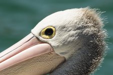 NEW_0944_webshot.jpg