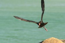 NEW_0993_webshot.jpg
