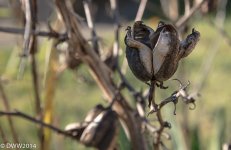 Husk (1 of 1).jpg