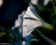 Through the Veil (1 of 1).jpg