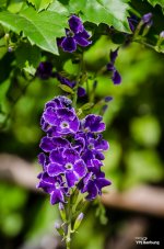 purple-floer-banbung-1.jpg