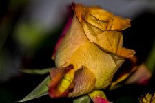 DSC_1380.jpg