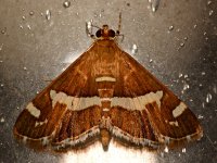Moth.jpg