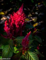 Red Spiky Thing (1 of 1).jpg